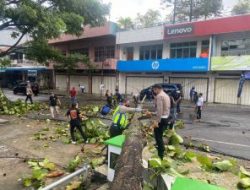 Pohon Tumbang Tutup Akses Jalan Pelita, Polisi dan Warga di Makale Gotong Royong