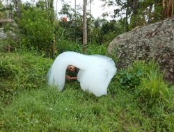 Busa Besar di Sawah Milik Warga Gasing Tana Toraja, Lihat Penampakannya