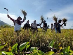 Petani Binaan PT Vale Kembali Panen Beras SRI Organik