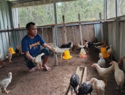Budidaya Ayam Kampung Pedaging SKF Makin Diminati Masyarakat