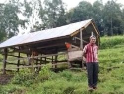 Kunjungi Kandang Kerbau Bonga yang Mati Mendadak di Lembang Salu, Kadistan: Kerbau Yakob Positif Virus PMK