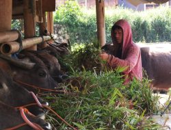 Kasus PMK di Tana Toraja Bertambah Jadi 51 Ekor, Ini Salah Satu Penyebabnya Versi Dinas Peternakan