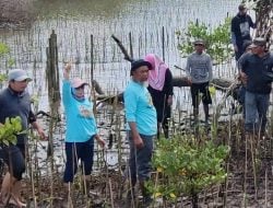 Rawat Ekosistem Lingkungan, DKP Sulsel Tanam 38 Ribu Batang Mangrove di Kab. Bone