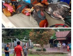 Gerebek Dua Lokasi Judi Sabung Ayam, Polisi Amankan 10 Ekor Ayam dan Taji