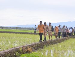Hingga September Suplai Beras 120 Ribu Ton, Beras asal Sulsel Pemasok Terbesar di Indonesia