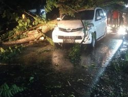 Pohon Tumbang di Kel.  Temmalebba,  Timpa Mobil Pegawai Lapas Ditumpangi Ibu Hamil