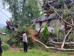 Cuaca Buruk, Rumah Warga di Sangalla Utara Rusak Tertimpa Pohon