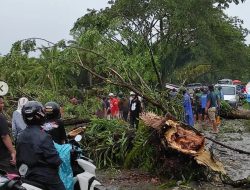 Angin Puting Beliung Terjang Luwu Utara, Atap Rumah Warga Beterbangan, Jl Trans Sulawesi Tertutup Pohon Tumbang