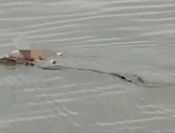 Warga Seba-seba Walmas Diterkam Buaya Saat Mencuci di Sungai