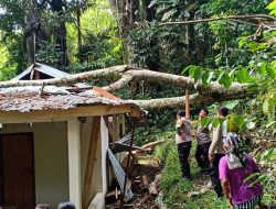 Pohon Tumbang Rusak Rumah Tak Berpenghuni di Sangalla Selatan