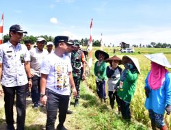 Gubernur Panen Padi Mandiri Benih di Kahu Bone, Petani: Mohon Bantuannya Dilanjutkan