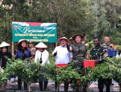 Jaga Ketahanan Pangan, Pangdam XIV Hasanuddin Panen Cabai Katokkon Bersama BI di Toraja