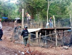 Kapolres Palopo Bisa Marah Besar! Informasi Penggerebekan Arena Sabung Ayam di Salobulo Bocor, Nihil Tangkapan