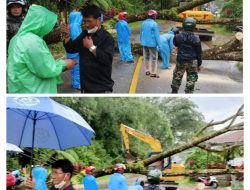 Cuaca Ekstrim Akibatkan Pohon Tumbang di Lembang Tadongkon, Sigap BPBD Bersihkan