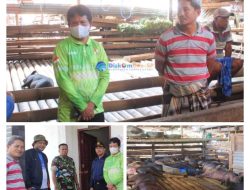 Respon Isu Penyakit ASF pada Ternak Babi Beredar, Pemda Torut Lakukan Sidak di Pasar Hewan Bolu