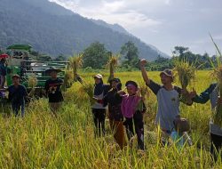 Petani Binaan PT Vale Desa Ululere Panen Padi Organik Musim Ketiga