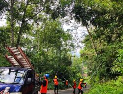 Jaga Pasokan Listrik Tetap Lancar, PLN Kolaborasi DLH Tebang Pohon yang Berpotensi Penyebab Gangguan