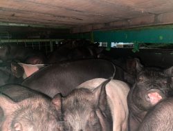Angkut 50 Ekor Babi ke Toraja Utara, Truk Asal Mamuju Ditahan di Perbatasan Salubarani