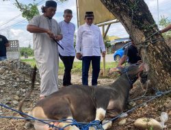 Kurban 7 Ekor Sapi di Luwu Utara, Anggota DPR RI Muhammad Fauzi Sampaikan Pesan Iduladha