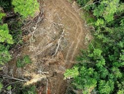 Hutan Kayu Lara Masuk Kawasan Lindung, Aktivitas Ilegal Logging Terancam Pidana 15 Tahun Penjara dan Denda Rp100 Miliar