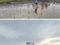 Komitmen pada Kelestarian Lingkungan, PT Vale IGP Morowali Gelar Kegiatan Bersih Pantai dan Tanam Mangrove