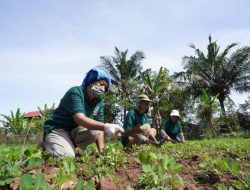 Pertanian Ramah Lingkungan, Langkah PT Vale Indonesia Wujudkan Kemandiran Masyarakat di Area Pemberdayaan