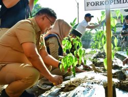Wali Kota Palopo Asrul Sani Hadiri Kegiatan Pencanangan Cabai