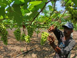 Sensasi Memetik Anggur di Kebun Anggur Desa Padang Kamburi, Luwu Dikelola Mandiri, Panen hingga Tiga Kali Setahun