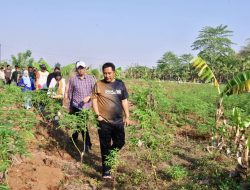 Pj. Gubernur Tinjau 23 Hektar Lahan Percontohan Budidaya Pisang dan Nanas di Pattallasang Gowa
