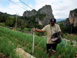 Jadi Sentra Komoditi Bawang di Indonesia Tengah dan Timur, Petani Enrekang Gunakan Pupuk Indonesia