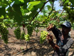 Sensasi Memetik Anggur di Kebun Anggur Desa Padang Kamburi, Luwu
