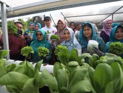 Sofha Marwah Bahtiar Panen Sayuran dan Beri Bantuan PMT untuk Anak Stunting dan Ibu Hamil KEK di Luwu Timur