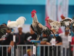 Kontes Ayam Ketawa Gubernur Cup 2023, Diakui Awal Kebangkitan Ayam Khas Sulsel
