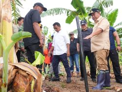 Tanam Beragam Jenis Hortikultura, Pj Gubernur Bahtiar Kunjungi Desa Damai di Sidrap
