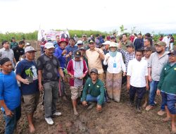 500 Petani Sidrap Siap Budidaya Pisang di Lahan Seluas 2.000 Hektar