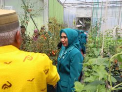 Kunjungi Screen House NFT Sayur di Soppeng, Sofha Marwah Kagumi Penggunaan Teknologi Pertanian