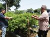 Berkunjung ke KWT Empat Kecamatan,  Pj Wali Kota Ajak Warga Tanam Sayur di Pekarangan