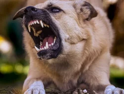 Wisatawan Asal Sultra Digigit Anjing Liar di Objek Wisata Ketek’ Kesu