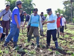Ribuan Hektar Lahan Nganggur di Desa Mabbiring, Pemprov Sulsel Beri Bantuan Bibit Nangka dan Nanas