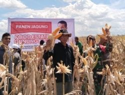 Kepala BSIP Kalteng, Kecam Tom Lembong yang Salah Menilai Food Estate