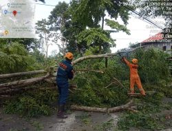 Hati-hati, Tujuh Wilayah Rawan Pohon Tumbang di Palopo