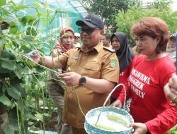 Pj Wali Kota Palopo Panen Sayuran Bersama Kelompok Wanita Tani