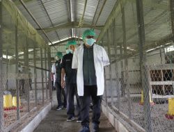 Pj Wali Kota Tinjau Langsung UPTD Pembibitan Ternak Mancani Palopo, Asrul Sani: Kembangkan Untuk Pemberdayaan Masyarakat