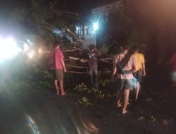 Breaking News!! Tangkai Pohon Besar Tutup Jl. Trans Sulawesi Depan Kantor DPRD Palopo