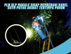 PLN ULP Makale UP3 Palopo “Gercep” Evakuasi Bambu Melintang di Atas kabel SUTM 20 KV