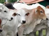 Catat! Keutamaan Hari Tasyrik, Umat Islam Dilarang Berpuasa