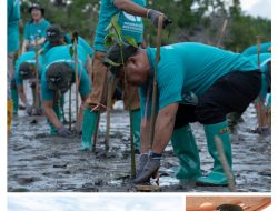 Peringati Hari Lingkungan Hidup Sedunia, PT Vale IGP Pomalaa Tanam Ribuan Bibit Bakau