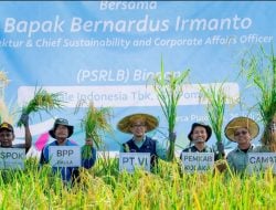 Berkah SRI Organik, Hasil Petani Kolaka Binaaan PT Vale IGP Pomalaa, Melimpah