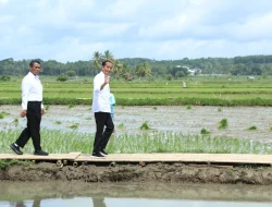 Presiden Jokowi Turun ke Sawah, Petani Bone: Terima Kasih Puang Amran!