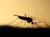 Wabah Serang Israel, Ditularkan dari Nyamuk, West Nile Virus Belum Ada Vaksin dan Obatnya